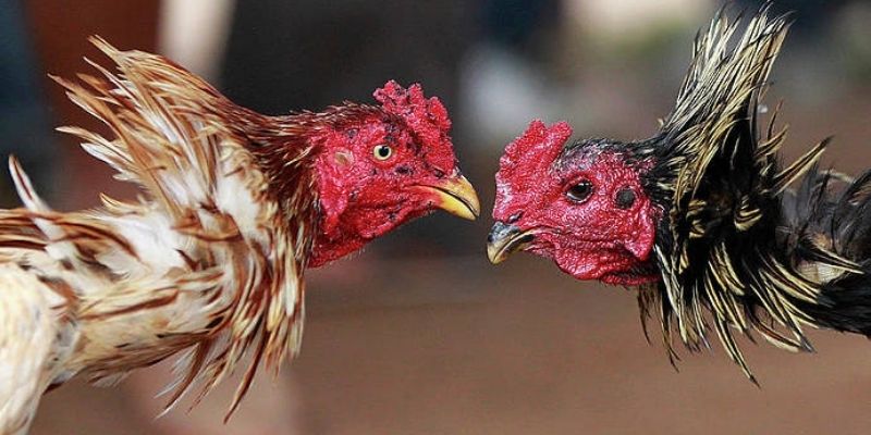 मुर्गों की लड़ाई IBETIN का सामान्य विवरण