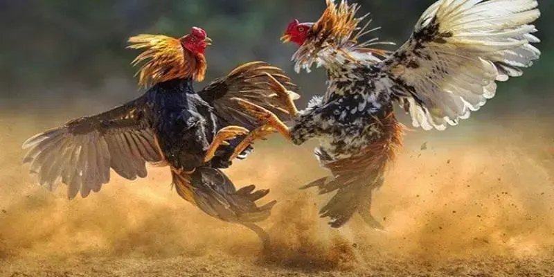 मुर्गों की लड़ाई के परिचित रूप