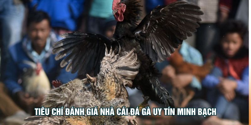 मुर्गों की लड़ाई को प्रभावी ढंग से खेलने के लिए इन सुझावों को याद रखें